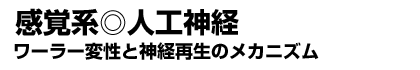 〔感覚系〕人工神経 ワーラー変性と神経再生のメカニズム